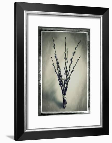 Pussy Willow 04-Tom Quartermaine-Framed Giclee Print