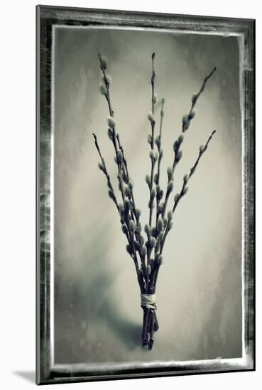 Pussy Willow 04-Tom Quartermaine-Mounted Giclee Print