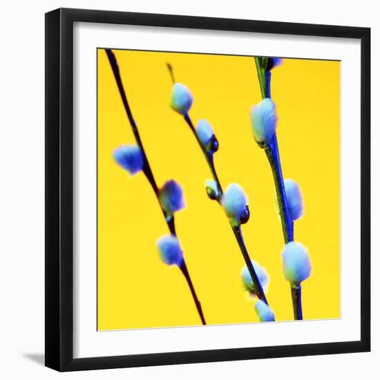 Pussy Willow Catkins (Salix Sp.)-Johnny Greig-Framed Premium Photographic Print