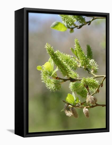 Pussy willow / Goat willow / Great sallow female catkins, UK-Nick Upton-Framed Premier Image Canvas