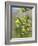 Pussy willow / Goat willow / Great sallow female catkins, UK-Nick Upton-Framed Photographic Print