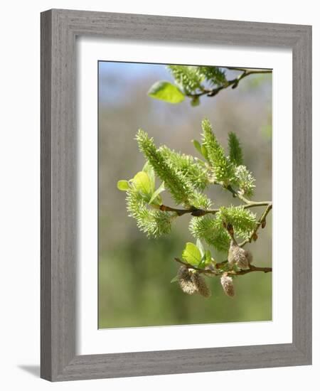 Pussy willow / Goat willow / Great sallow female catkins, UK-Nick Upton-Framed Photographic Print