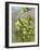 Pussy willow / Goat willow / Great sallow female catkins, UK-Nick Upton-Framed Photographic Print