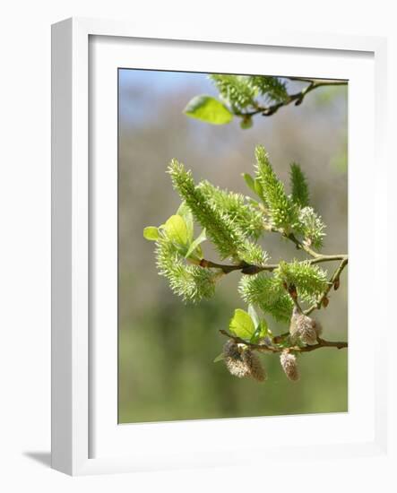 Pussy willow / Goat willow / Great sallow female catkins, UK-Nick Upton-Framed Photographic Print