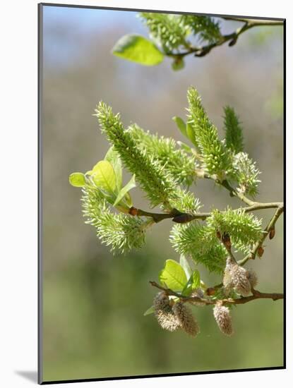 Pussy willow / Goat willow / Great sallow female catkins, UK-Nick Upton-Mounted Photographic Print