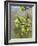 Pussy willow / Goat willow / Great sallow female catkins, UK-Nick Upton-Framed Photographic Print