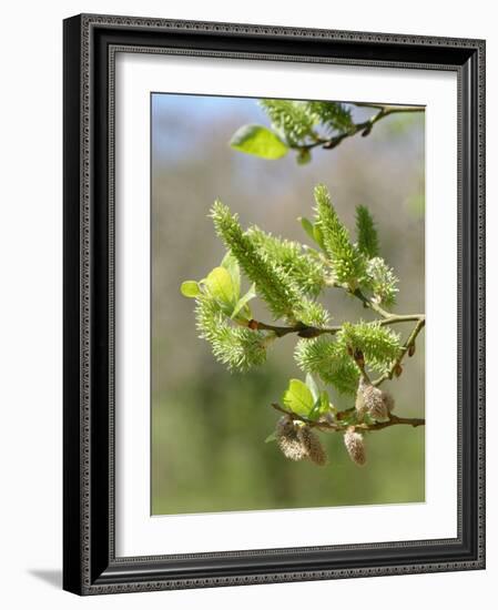 Pussy willow / Goat willow / Great sallow female catkins, UK-Nick Upton-Framed Photographic Print