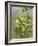 Pussy willow / Goat willow / Great sallow female catkins, UK-Nick Upton-Framed Photographic Print