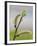 Pussy Willow-Don Paulson-Framed Giclee Print