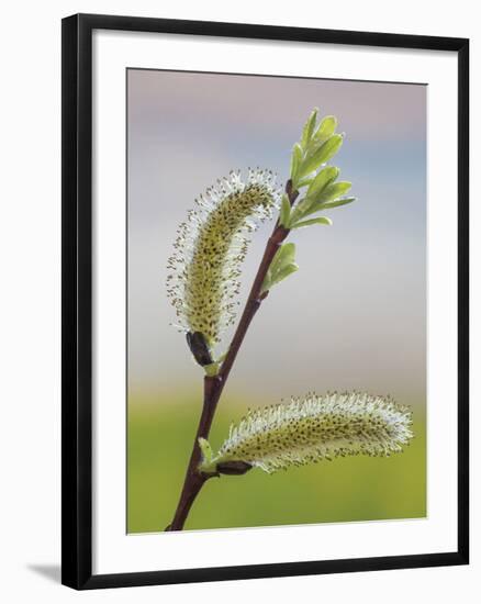 Pussy Willow-Don Paulson-Framed Giclee Print