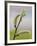 Pussy Willow-Don Paulson-Framed Giclee Print