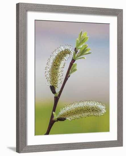 Pussy Willow-Don Paulson-Framed Giclee Print