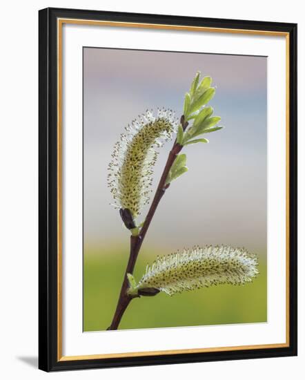 Pussy Willow-Don Paulson-Framed Giclee Print