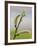 Pussy Willow-Don Paulson-Framed Giclee Print