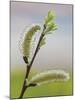 Pussy Willow-Don Paulson-Mounted Giclee Print