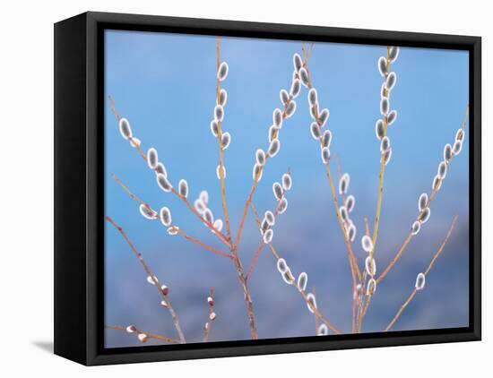 Pussy Willow-null-Framed Premier Image Canvas