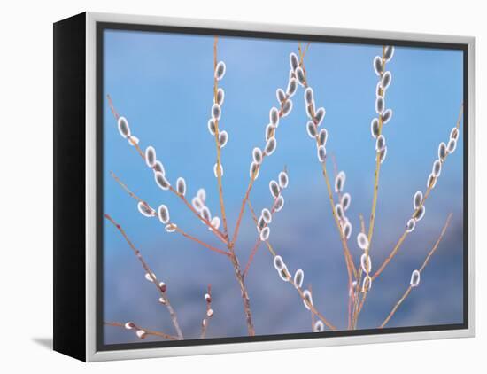 Pussy Willow-null-Framed Premier Image Canvas