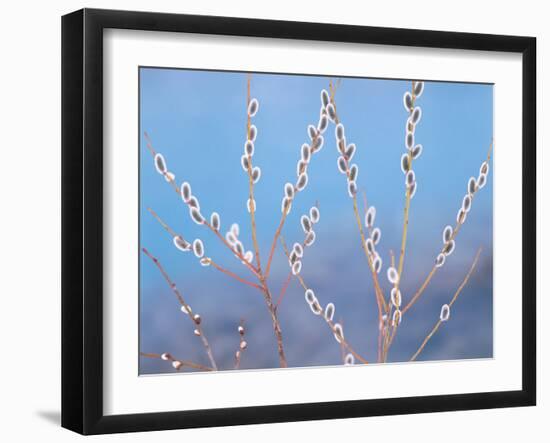 Pussy Willow-null-Framed Photographic Print