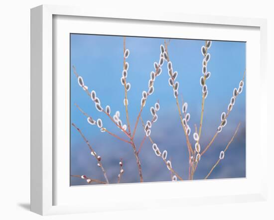 Pussy Willow-null-Framed Photographic Print