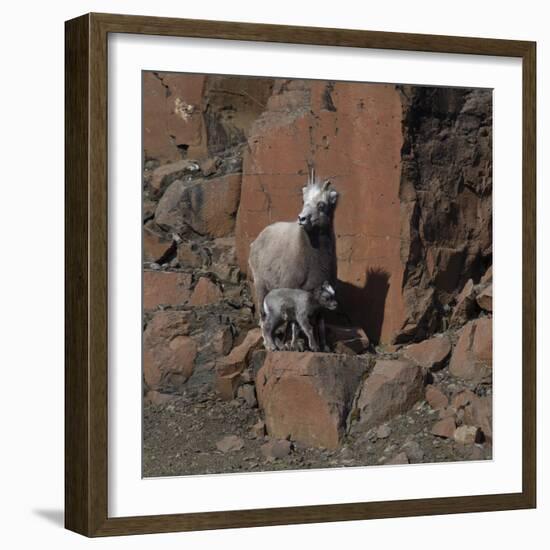 Putorana snow sheep with lamb, Putoransky State Nature Reserve, Siberia, Russia-Sergey Gorshkov-Framed Photographic Print