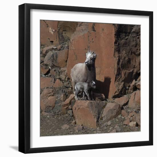 Putorana snow sheep with lamb, Putoransky State Nature Reserve, Siberia, Russia-Sergey Gorshkov-Framed Photographic Print