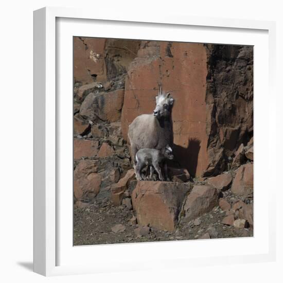 Putorana snow sheep with lamb, Putoransky State Nature Reserve, Siberia, Russia-Sergey Gorshkov-Framed Photographic Print