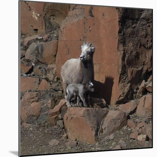 Putorana snow sheep with lamb, Putoransky State Nature Reserve, Siberia, Russia-Sergey Gorshkov-Mounted Photographic Print