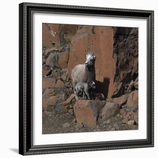 Putorana snow sheep with lamb, Putoransky State Nature Reserve, Siberia, Russia-Sergey Gorshkov-Framed Photographic Print