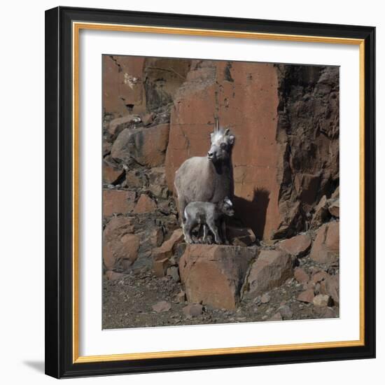 Putorana snow sheep with lamb, Putoransky State Nature Reserve, Siberia, Russia-Sergey Gorshkov-Framed Photographic Print