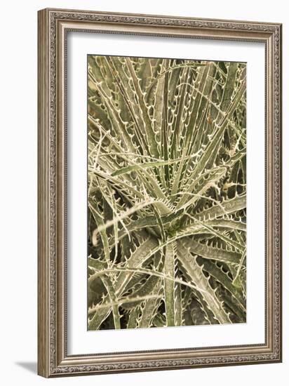 Puya Gilmartiniae-Adrian Thomas-Framed Photographic Print