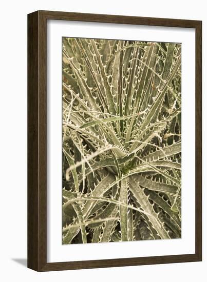 Puya Gilmartiniae-Adrian Thomas-Framed Photographic Print