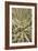 Puya Gilmartiniae-Adrian Thomas-Framed Photographic Print