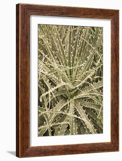 Puya Gilmartiniae-Adrian Thomas-Framed Photographic Print