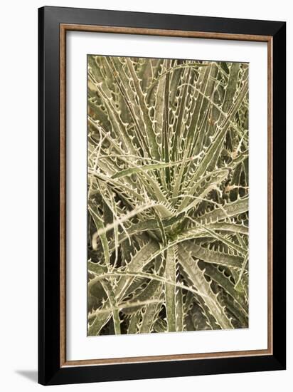 Puya Gilmartiniae-Adrian Thomas-Framed Photographic Print