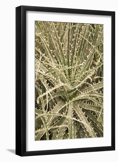 Puya Gilmartiniae-Adrian Thomas-Framed Photographic Print