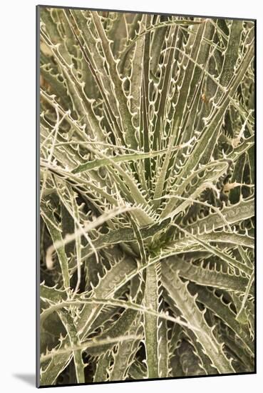 Puya Gilmartiniae-Adrian Thomas-Mounted Photographic Print