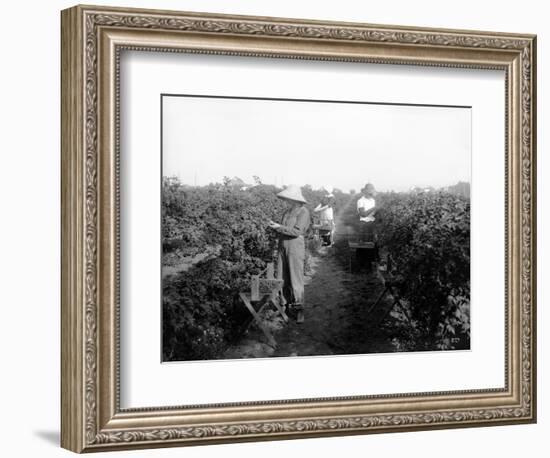 Puyallup, Blackberries, 1916-Asahel Curtis-Framed Giclee Print