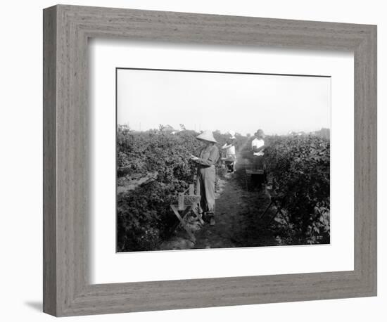 Puyallup, Blackberries, 1916-Asahel Curtis-Framed Giclee Print