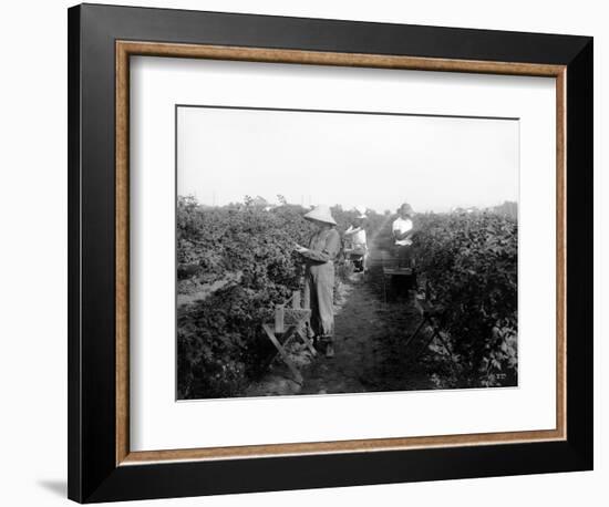 Puyallup, Blackberries, 1916-Asahel Curtis-Framed Giclee Print