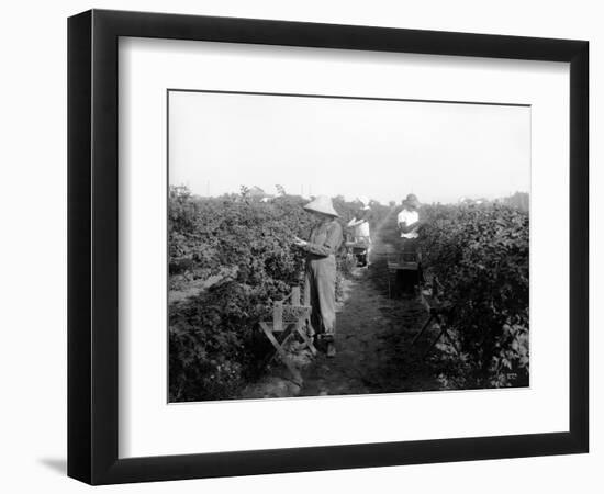 Puyallup, Blackberries, 1916-Asahel Curtis-Framed Giclee Print