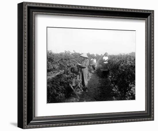 Puyallup, Blackberries, 1916-Asahel Curtis-Framed Giclee Print