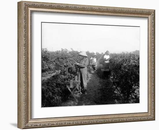 Puyallup, Blackberries, 1916-Asahel Curtis-Framed Giclee Print