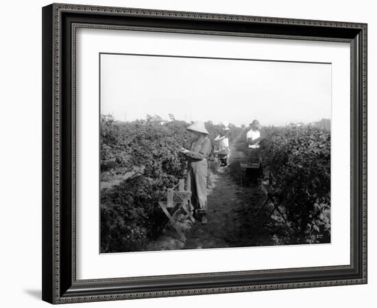 Puyallup, Blackberries, 1916-Asahel Curtis-Framed Giclee Print