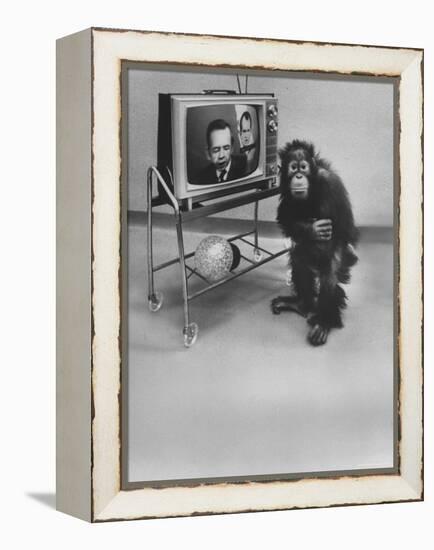 Puzzled Orangutan Standing Next to TV Set Playing the Image of President Richard Nixon-Yale Joel-Framed Premier Image Canvas