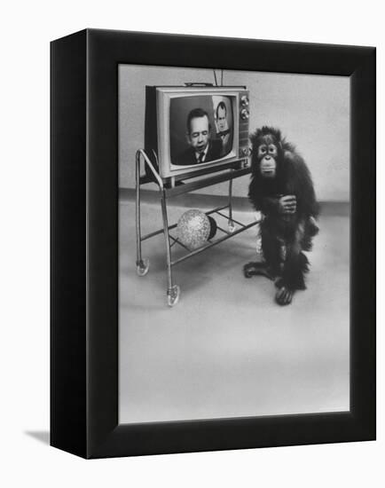 Puzzled Orangutan Standing Next to TV Set Playing the Image of President Richard Nixon-Yale Joel-Framed Premier Image Canvas