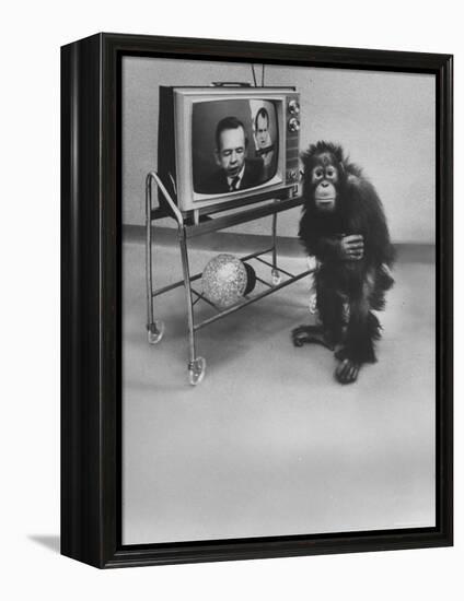 Puzzled Orangutan Standing Next to TV Set Playing the Image of President Richard Nixon-Yale Joel-Framed Premier Image Canvas