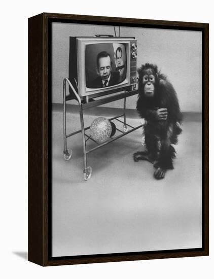 Puzzled Orangutan Standing Next to TV Set Playing the Image of President Richard Nixon-Yale Joel-Framed Premier Image Canvas