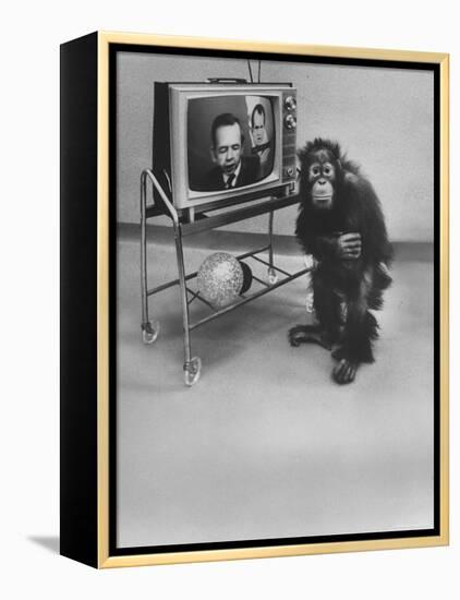 Puzzled Orangutan Standing Next to TV Set Playing the Image of President Richard Nixon-Yale Joel-Framed Premier Image Canvas