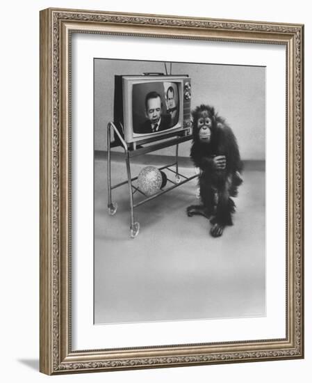 Puzzled Orangutan Standing Next to TV Set Playing the Image of President Richard Nixon-Yale Joel-Framed Photographic Print