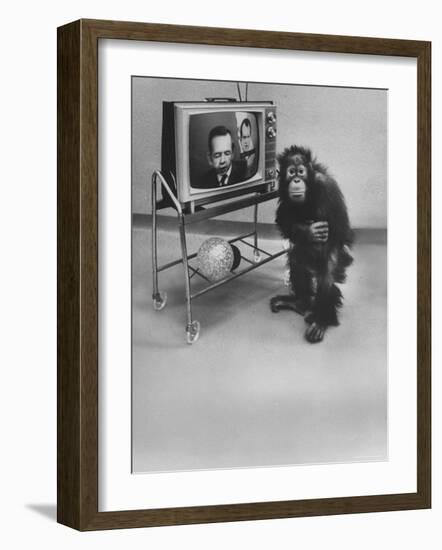 Puzzled Orangutan Standing Next to TV Set Playing the Image of President Richard Nixon-Yale Joel-Framed Photographic Print